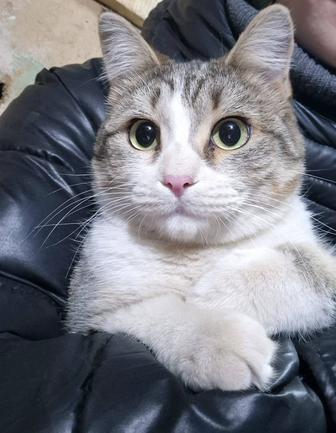 Кошки ищут дом