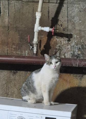 Кошка ищет дом