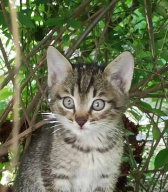 Котенок ищет дом