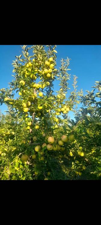 Агроном Обрезка плодовых и хвойных растений а также озеленение участка .