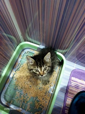 Котенок в добрые руки.