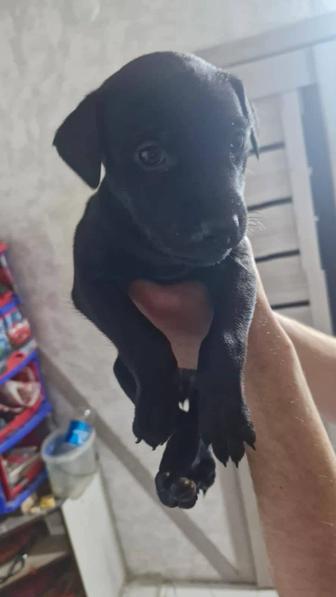 Продажа Щенков Питбуля!