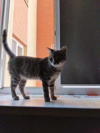 Отдам кота в хорошим людям