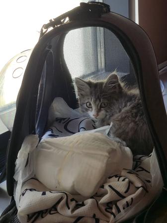 котенка в хорошие руки