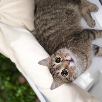 Кошечка в добрые руки