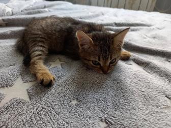 Котенка в добрые руки!Бесплатно!