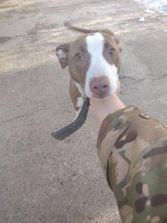 Продам собаку чистокровный стаффорд