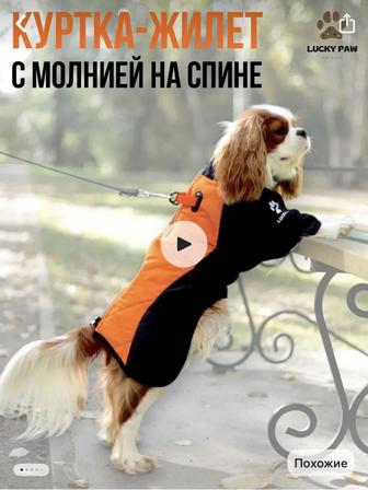 Одежда для собак