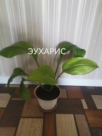 Продам комнатные растения