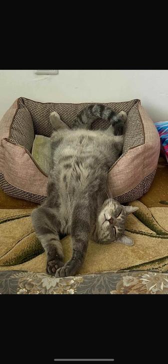 Отдам в добрые руки кота