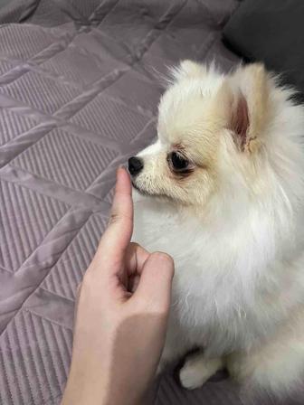 Мини шпиц девочка