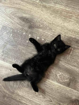 Отдам котенка