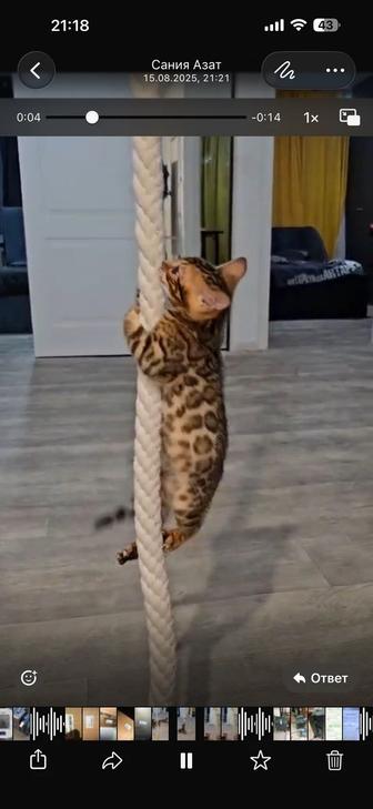 Чистокровные бенгальские котята
