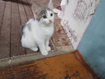 Отдам котят
