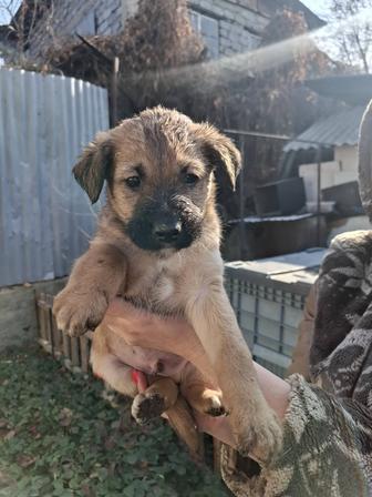 Щеночек девочка в любящую семью