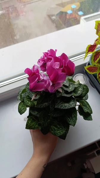 Комнатные растения и отростки