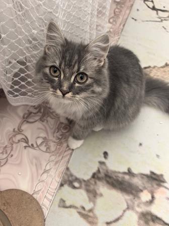 Продам котенка кошечку