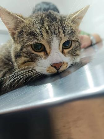 Кастрированный кот