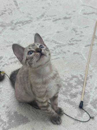 Срочно продаю бенгальца котенок