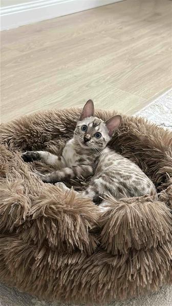 Срочно продаю бенгальца котенок