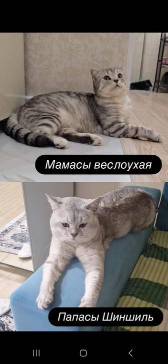 Котята