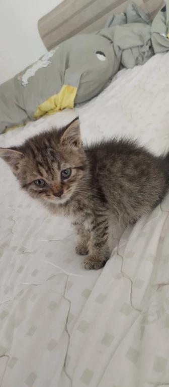 Котенок мальчик