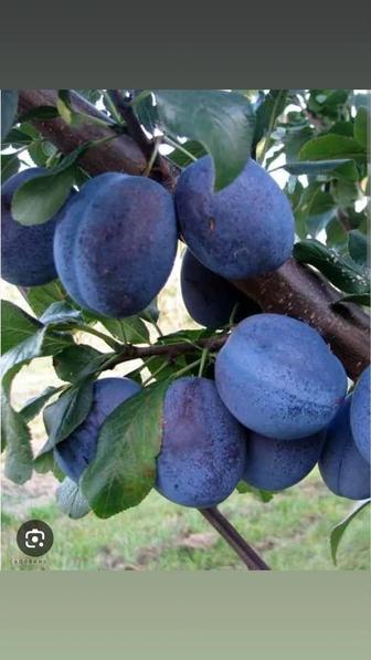 Продам кусты черной сливы. Оооочень урожайной. Можно сейчас посмотреть.