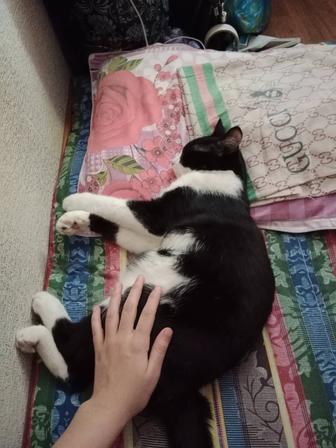 кошки