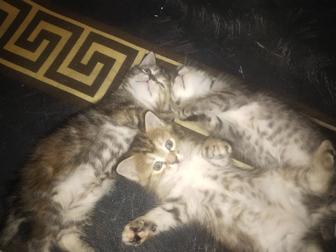 Отдам Котят даром в хорошие руки