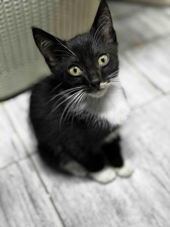 Отдам котенка в хорошие руки