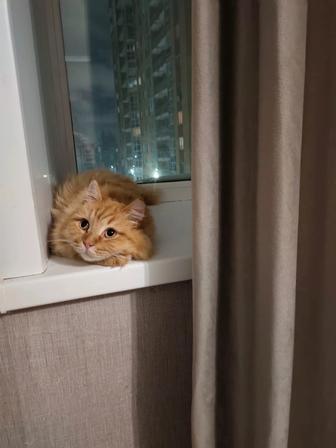 Кошка в добрые руки