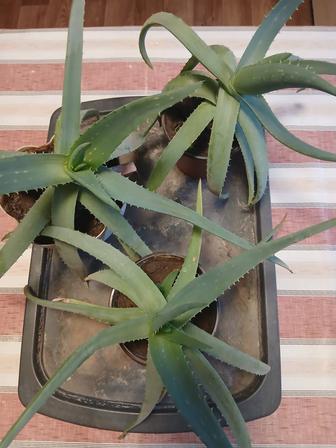 Алоэ вера лечебный