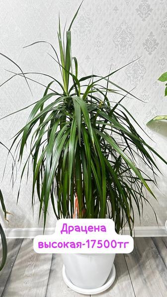комнатное растение Драцена