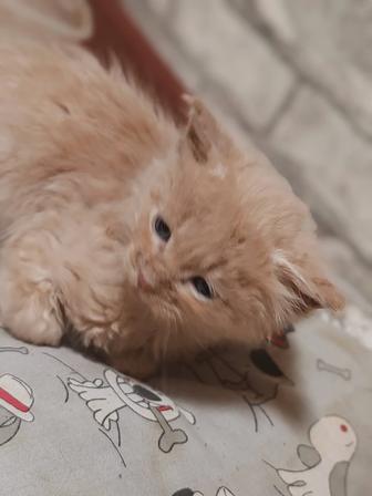 Продам котят мэйн кун