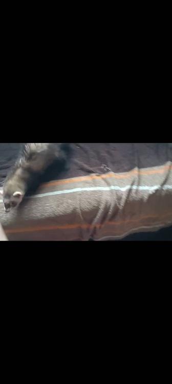 Продам хорька