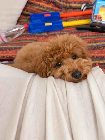 Мальтипу Тео 5 месяцев