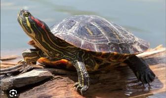 Красноухие черепахи