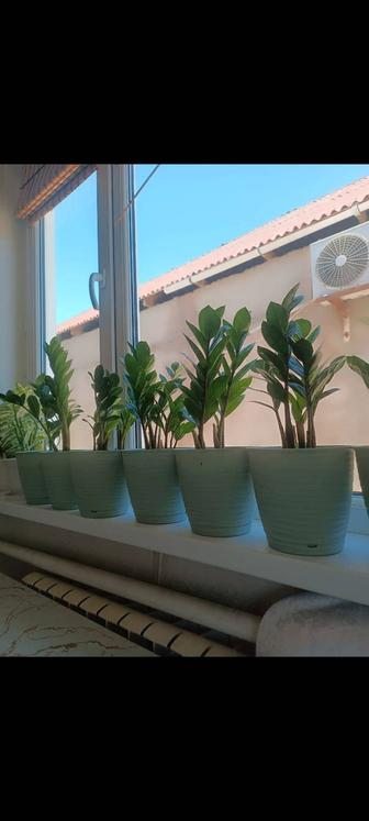 Замиакулькас