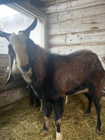 Продам козла породистый производитель