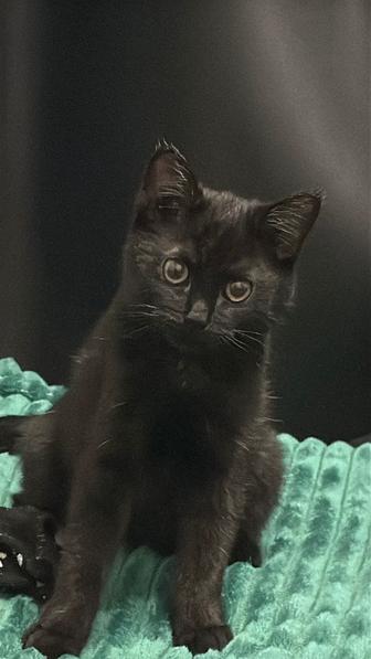 Отдам котенка