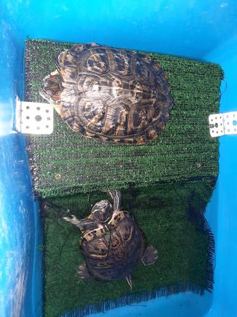 Продам черепашки красноухие