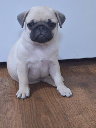 Щенки породы МОПС