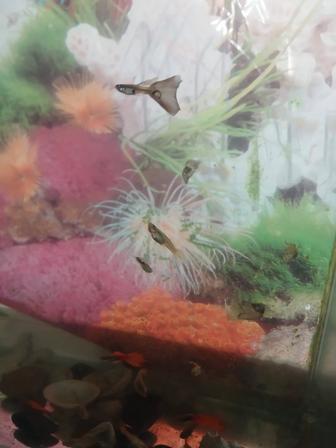 Продам гуппи