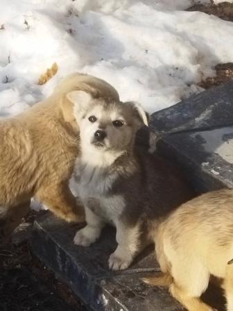 Щенки девочки в заботливые руки