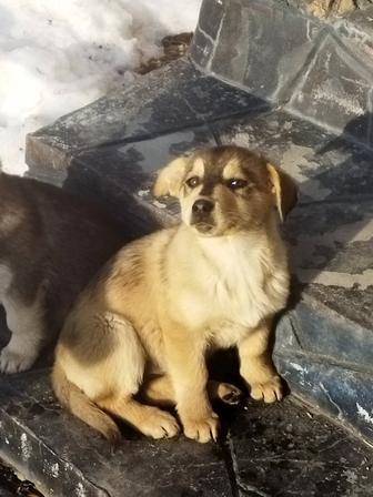 Щенки девочки в заботливые руки