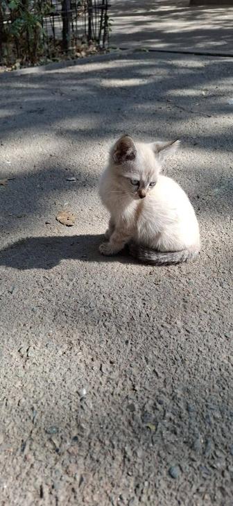 Кот