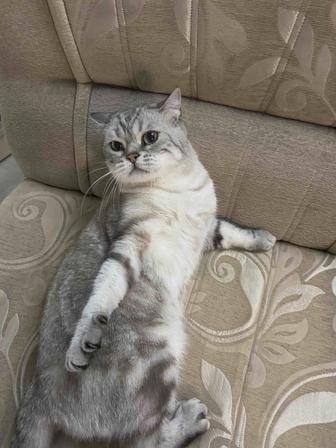 Отдам кота в добрые руки
