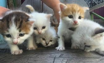Котята