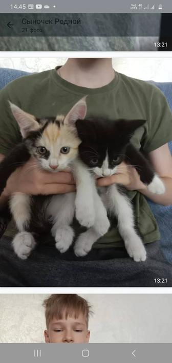 Отдадим котят бесплатно