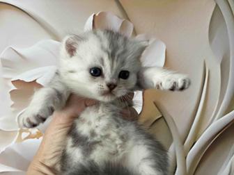 Клубные чистопородные шотландские котята